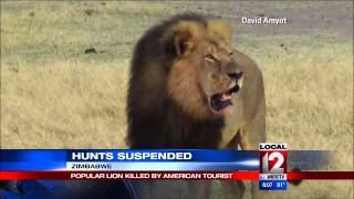 Zimbabwean authorities restrict hunting after lion killing [upl. by Conchita]