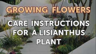 Care Instructions for a Lisianthus Plant [upl. by Schultz]