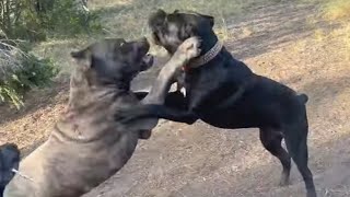 Breaking up a CANE CORSO Dog FIGHT [upl. by Kenley]