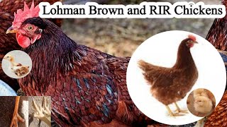 Lohman Brown and RIR Chickens  Dr ARSHAD [upl. by Einad41]