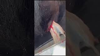 cow Abscess treatment cow [upl. by Rosse226]