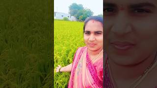 హాయ్ ఫ్రెండ్స్ మా అమ్మ వాళ్ళ పొలం చూడండి 🌾🌾shorts Chaitanya suresh amp vlogs ♥️ [upl. by Lacie]