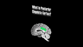 Posterior Cingulate Cortex PCC [upl. by Werna828]