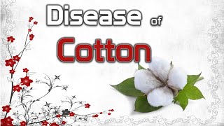 Diseases of Cotton  Anthracnose Black Arm Fusarium and Verticillium Wilt [upl. by Pepita642]