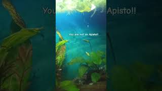 Here we go again  Its a danio fishtales fishtank fish shorts funny subscribe fisharmy [upl. by Cardew996]