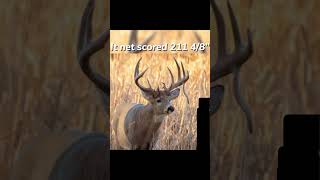 Guess the buck buck deerseason huntingseason bowhunting deerhunting outdoors [upl. by Karim]