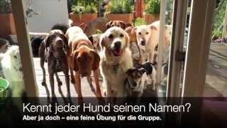 Kennt jeder Hund seinen Namen [upl. by Euqinmod]