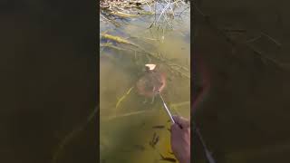 Easy fishing methods  fishing tiktok shorts viralshorts2024 [upl. by Karee]