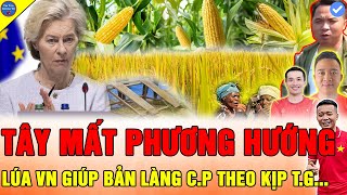 🔴CHÂU ÂU HỔ THẸN Team Quang Linh Vlogs CÁNH ĐỒNG LÚA CHÍN VÀNG RUỘM CHUẨN BỊ CHO THU HOẠCH TẠI CP [upl. by Ahilam]