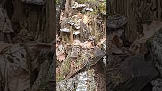 Blackeyed gnome watches the browneyed capercaillie and the grey blackeyed mouse on the stump [upl. by Iormina126]