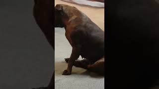 staffy dog funny pets funny funn [upl. by Hyde]