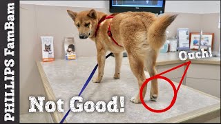 THIS CANT BE GOOD  EMERGENCY TRIP TO THE VET  OUR DOG CANT WALK  DOG LEG BROKEN [upl. by Ytsihc]