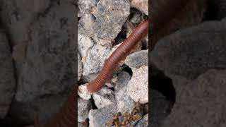 Long stemmed ants003 4 cuteanimal millipede cutemonkey milipedes insects animals cutepet [upl. by Maller]