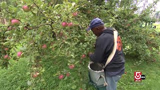 How pickyourown orchards stemmed from Johnny Appleseed [upl. by Vasileior212]