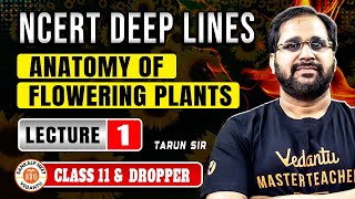 ANATOMY OF FLOWERING PLANTS CLASS 11  NCERT DEEP LINES  COMPLETE NCERT FOR NEET 2025 BY TARUN SIR [upl. by Aisena]