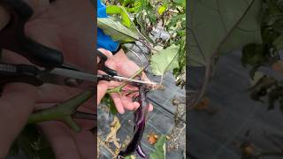 Raccolta Melanzana Perlina asmr garden gardeningharvest fruit gardening gardenharvest nature [upl. by Aicitan]