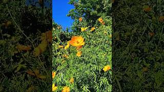 The beauty of Kibana キバナ Orange Cosmos flowers in a glance [upl. by Desta]