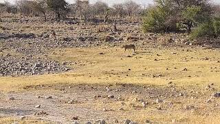 Namibia 2024  Viaggio On the Road  Day 13  Etosha Est [upl. by Esalb972]