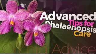 Phalaenopsis care amp culture advanced tips and tricks for growing summer amp winter blooming types [upl. by Gereld665]