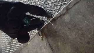 Gabions Installation Lacing Video [upl. by Coretta]