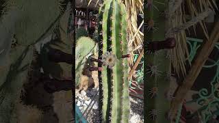 Stenocereus queretaroensis cactus sucus flores jardin [upl. by Simson170]