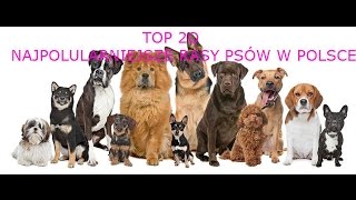 ♠TOP 20 Najpopularniejsze rasy psów w Polsce ♠ [upl. by Akinot]