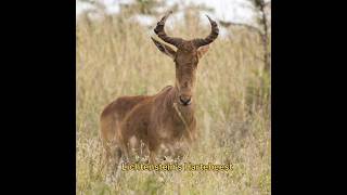 Lichtensteins Hartebeest Experimental animals hunting [upl. by Neit]