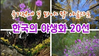 야생화  10월에 꼭 봐야할 야생화 20종류 모음 [upl. by Inaj]