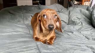 Mini dachshund doesnt do mornings [upl. by Assennav]