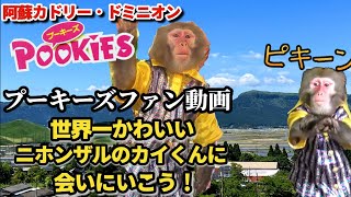 【プーキーズ】世界一かわいいニホンザルのカイくんに会いに行こう！【阿蘇カドリー・ドミニオン】 [upl. by Margery]