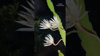 Blooming of Kadupul Flower  Epiphyllum Oxypetalum  Queen Of The Night  Timelapse [upl. by Ianej]