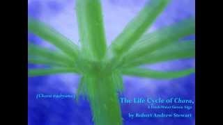 The Life Cycle of Chara a Fresh Water Green Alga [upl. by Jennifer]