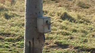 Pale Head Rosellas Nesting [upl. by Tadich]