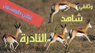 وثائقي حول غزلان تومسون النادرةles gazelle thomson [upl. by Uyr]