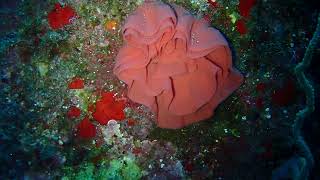 Nudibranch egg rose pam squeals in background [upl. by Baker]