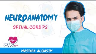 Neuroanatomy  Spinal cord  Part2 [upl. by Antonella596]