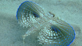 Facts The Flying Gurnard [upl. by Arukas286]