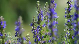 Hyssop Hyssopus officinalis [upl. by Edasalof]