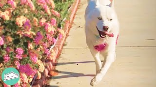 Husky Can’t Walk in Straight Line He Invents a New Way of Running [upl. by Friend]