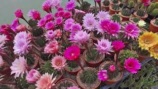 Echinopsis hybrids [upl. by Huberman949]