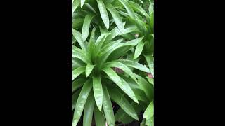 How to grow Fritillaria imperialis the crown imperial [upl. by Westberg217]