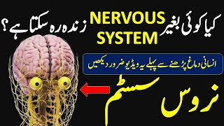 Nervous system in Urdu Hindi نروس سسٹم Behavioral neuroscience Receptors Neuropsychology BNS [upl. by Tnarud]