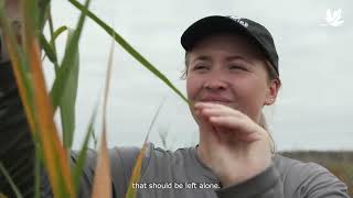 Controlling invasive phragmites australis [upl. by Vanden96]