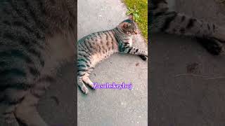 Kocurek KitKat rapuje 😻 cats catlovers viralvideo shorts [upl. by Remled]