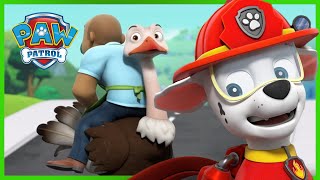 I cuccioli salvano gli amici pennuti di Alex  PAW Patrol I cuccioli Episodi Italiano [upl. by Bergstein]