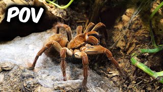 POV When you are a Tarantula Keeper [upl. by Irek]