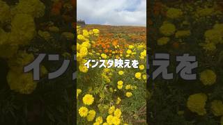 【東京ドイツ村】三井アウトレットパーク木更津から東京ドイツ村で1日遊んでみた！ [upl. by Enelhtac]