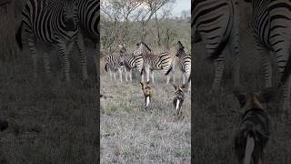 Zebra and wild dog stand off [upl. by Moule]