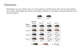 Oncogenes  Biomolecules  MCAT  Khan Academy [upl. by Kurth]