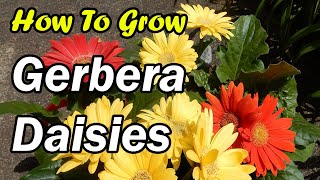 How To Grow Gerbera Daisies [upl. by Irahs]